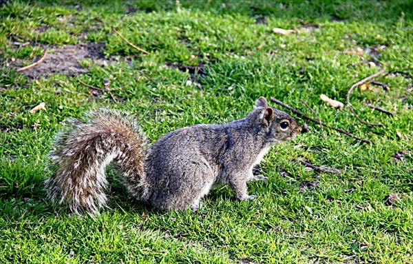 192-Boston Common